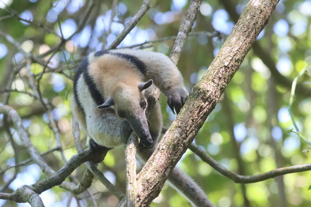 If a tamandua feels threatened while in a tree, it will hold onto