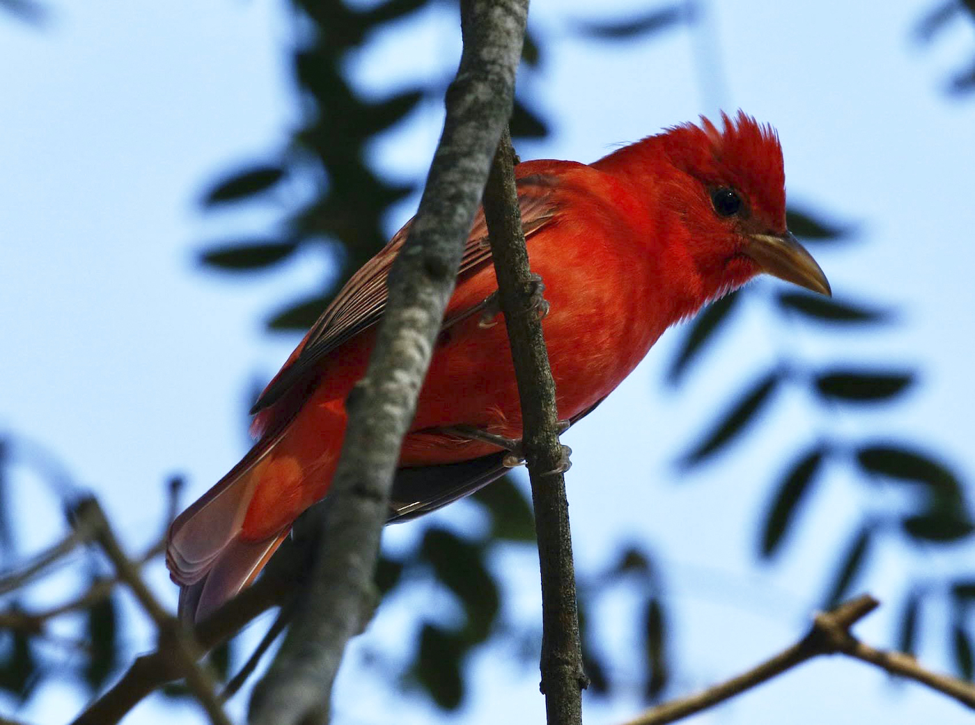 Florida Panhandle Christmas Bird Count 2022 The 122Nd Annual Christmas Bird Count 2022 - Montecito Florida Panhandle Christmas Bird Count 2022 The 122Nd Annual Christmas Bird Count 2022 - Montecito